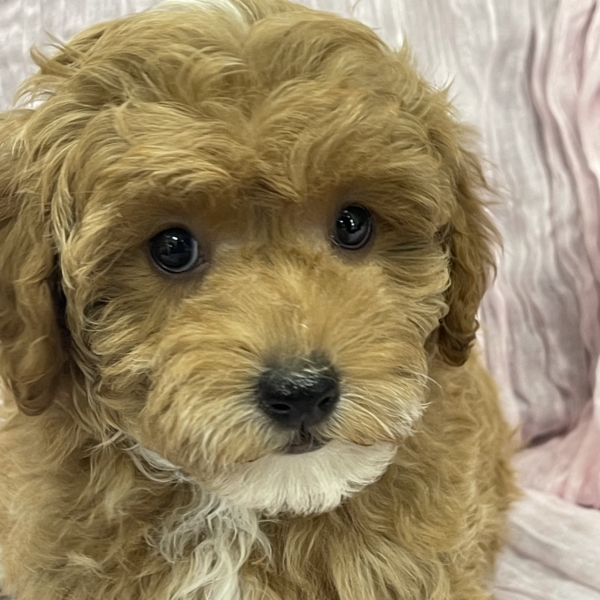 puppies for sale in boca raton