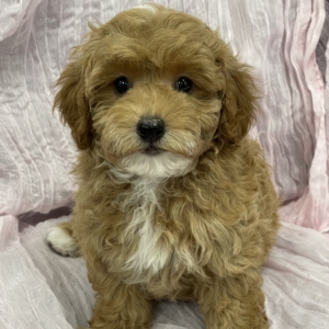 puppies for sale in boca raton