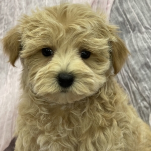 puppies for sale in boca raton