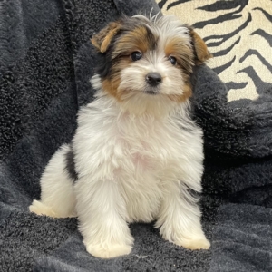 puppies for sale in boca raton