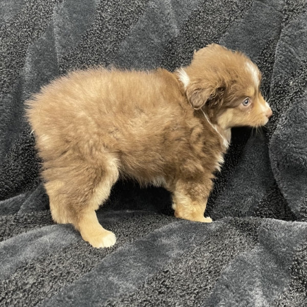 puppies for sale in boca raton