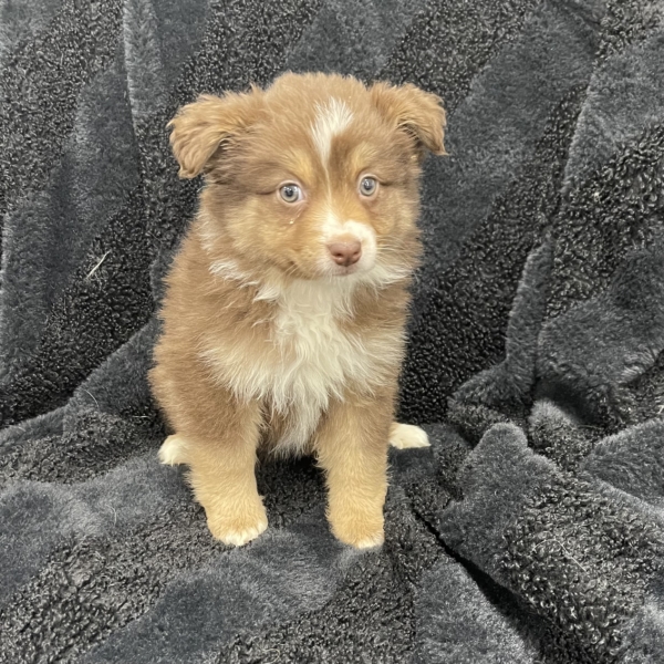 puppies for sale in boca raton