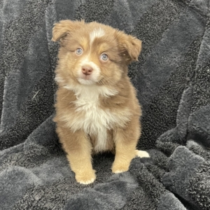 puppies for sale in boca raton