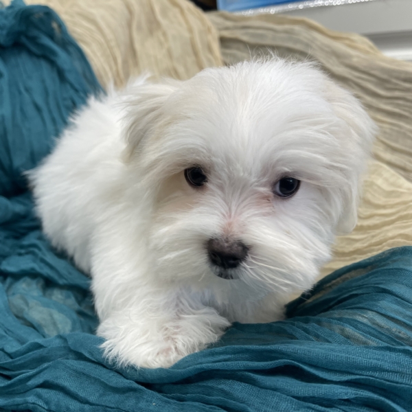 puppies for sale in boca raton