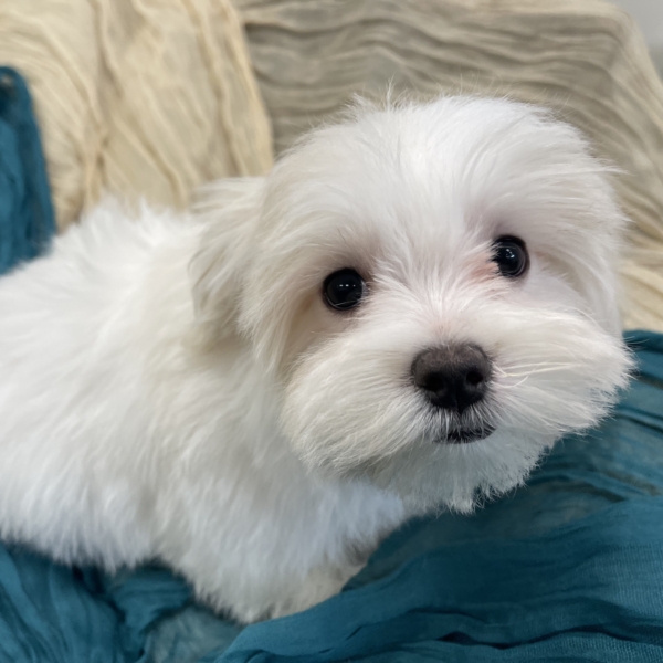 puppies for sale in boca raton