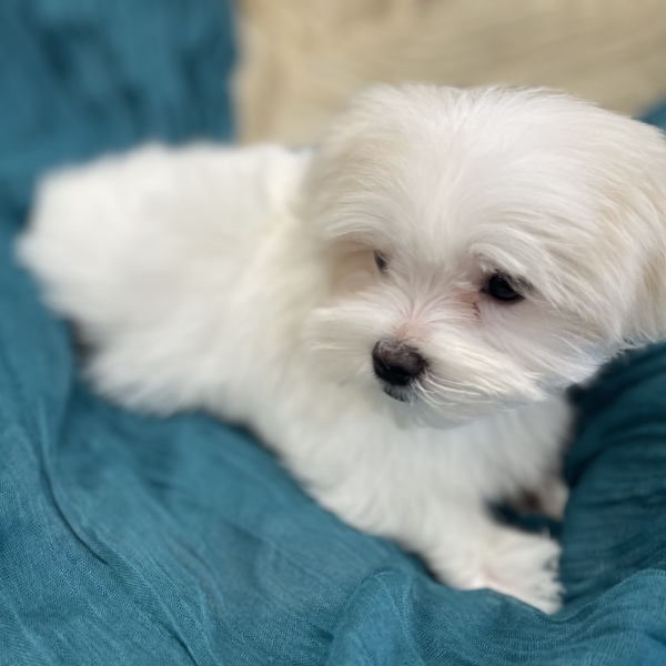 puppies for sale in boca raton