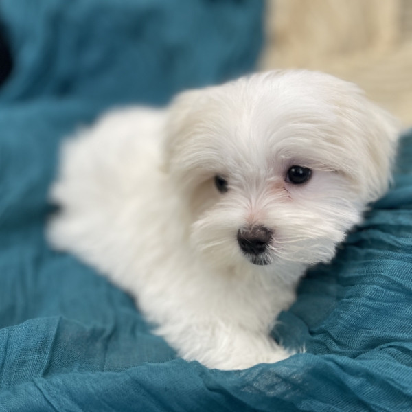 puppies for sale in boca raton