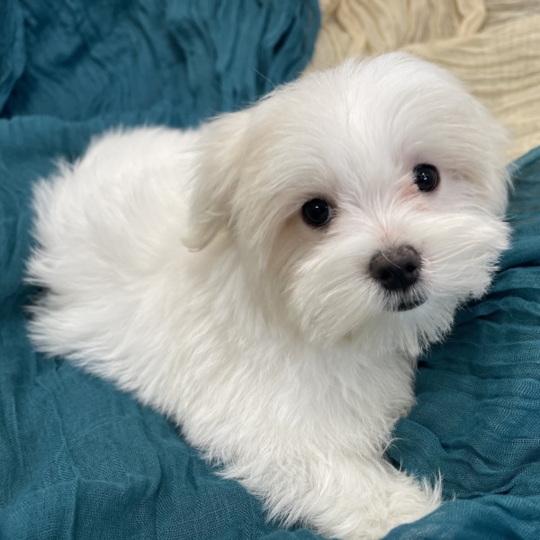 puppies for sale in boca raton