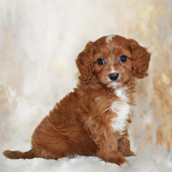 puppies for sale in boca raton