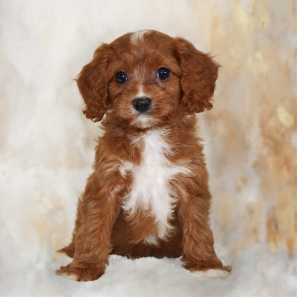 puppies for sale in boca raton