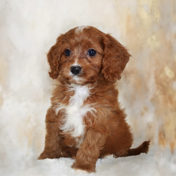 puppies for sale in boca raton