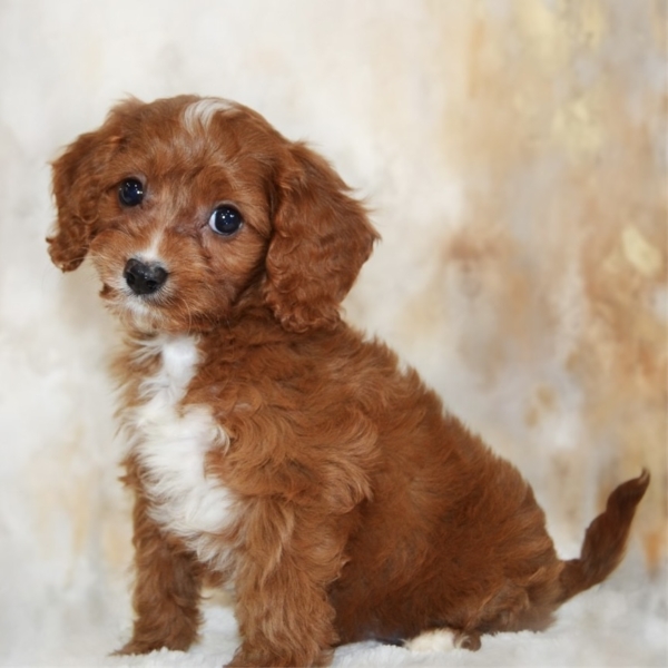 puppies for sale in boca raton