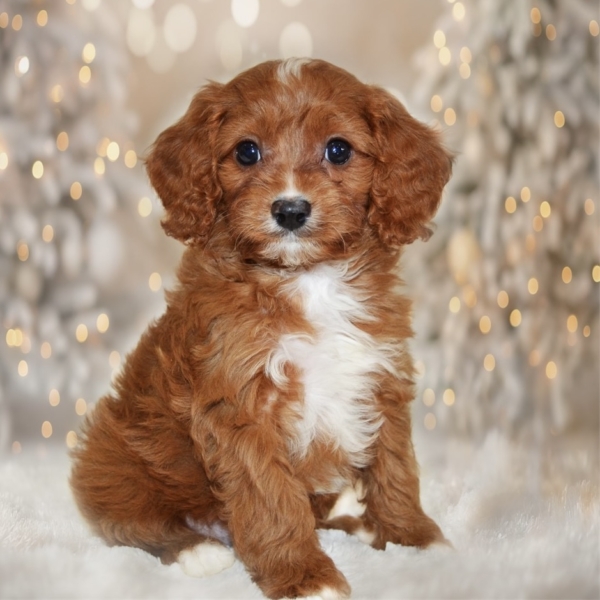 puppies for sale in boca raton