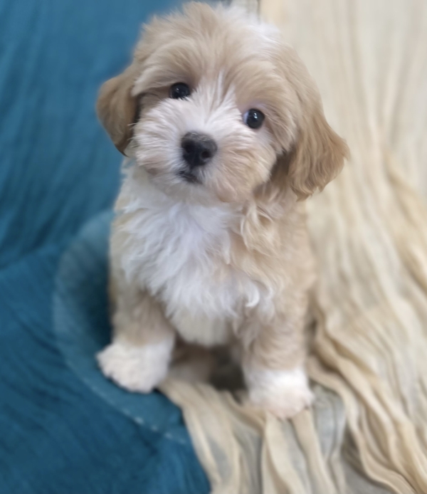 puppies for sale in boca raton