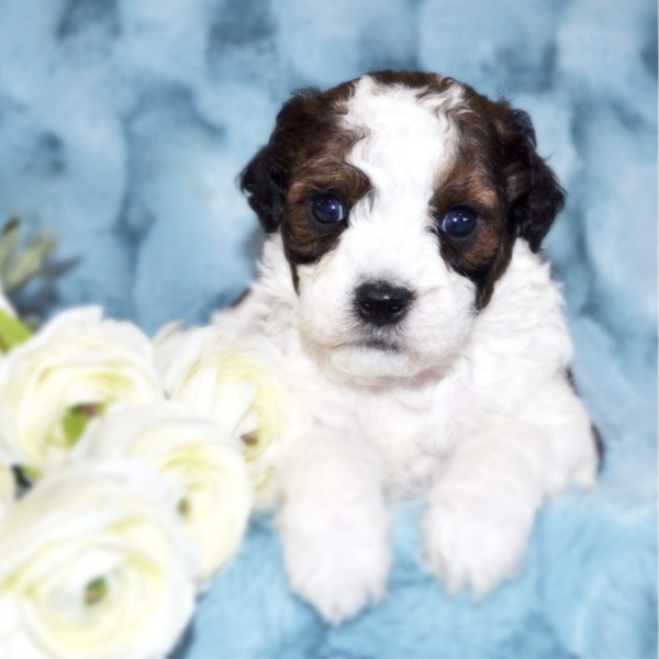 puppies for sale in boca raton