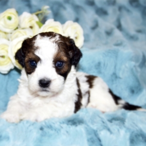 puppies for sale in boca raton