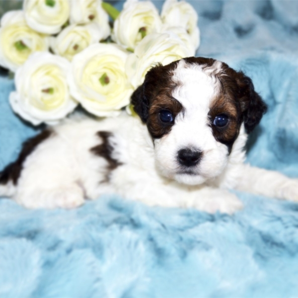 puppies for sale in boca raton