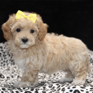 puppies for sale in boca raton