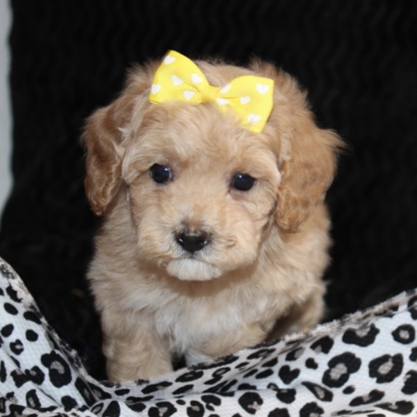 puppies for sale in boca raton