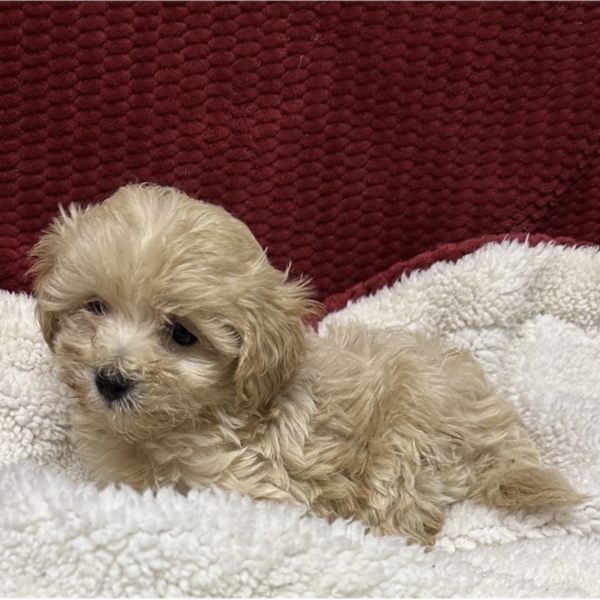 puppies for sale in boca raton