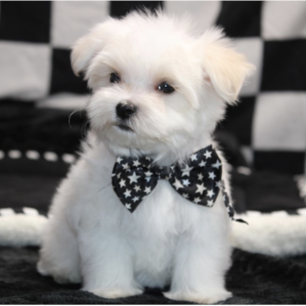 puppies for sale in boca raton