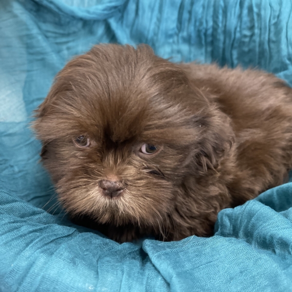 puppies for sale in boca raton