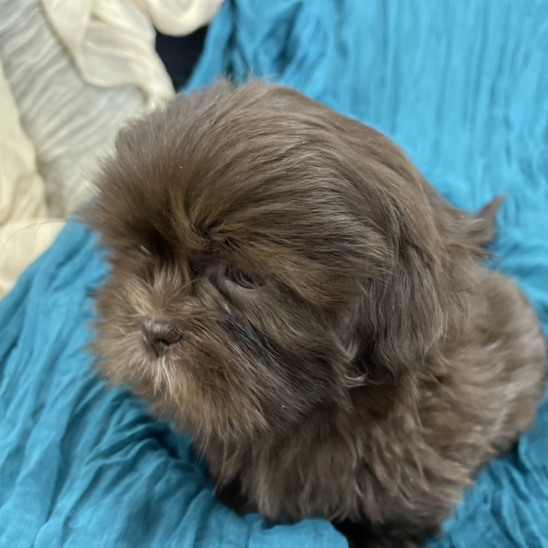 puppies for sale in boca raton