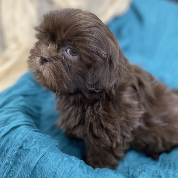 puppies for sale in boca raton