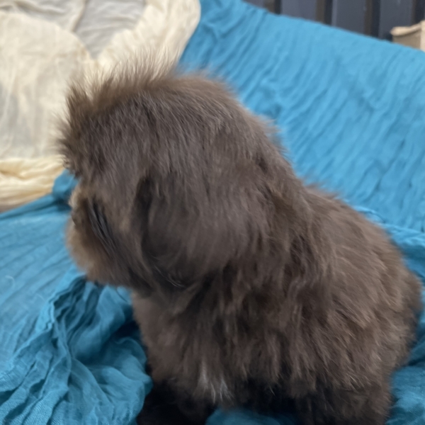 puppies for sale in boca raton