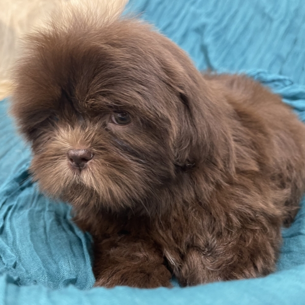 puppies for sale in boca raton