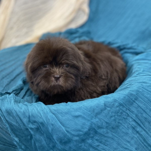 puppies for sale in boca raton