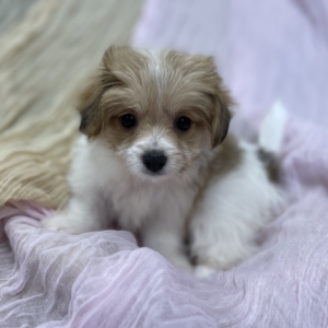 puppies for sale in boca raton