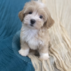 puppies for sale in boca raton