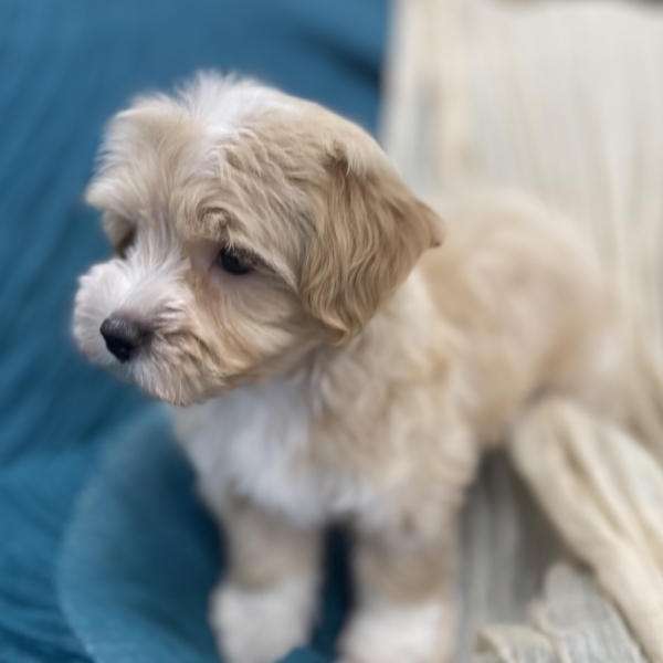 puppies for sale in boca raton