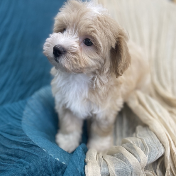 puppies for sale in boca raton