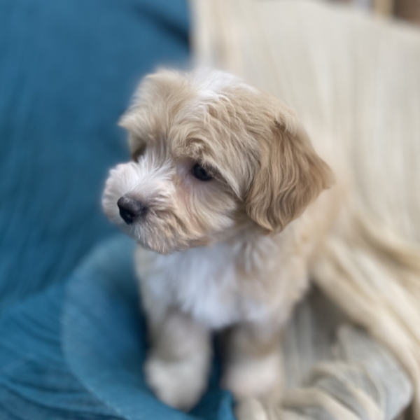 puppies for sale in boca raton