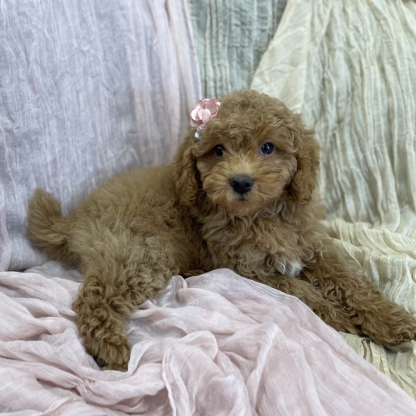 puppies for sale in boca raton