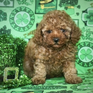 puppies for sale in boca raton