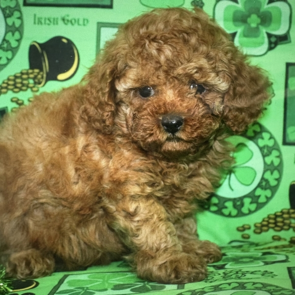 puppies for sale in boca raton