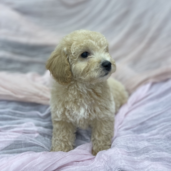 puppies for sale in boca raton