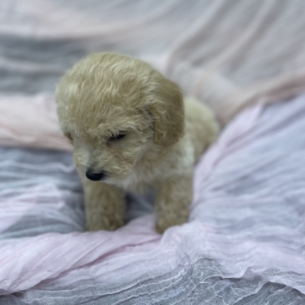 puppies for sale in boca raton