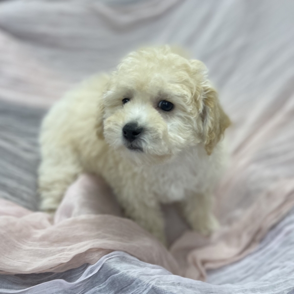 puppies for sale in boca raton