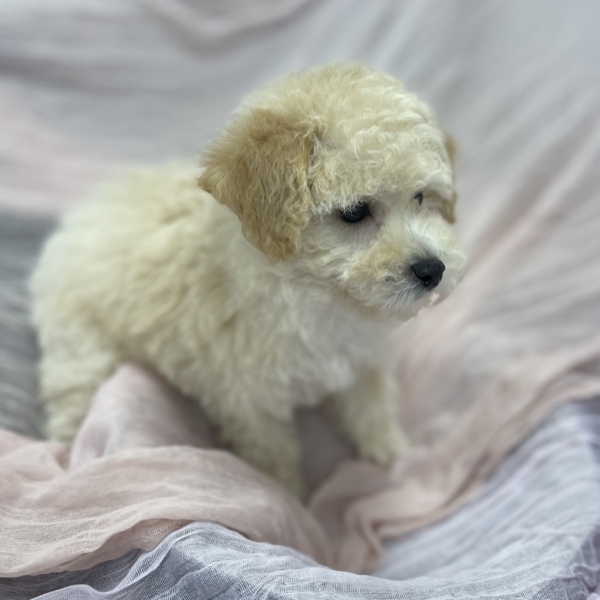 puppies for sale in boca raton