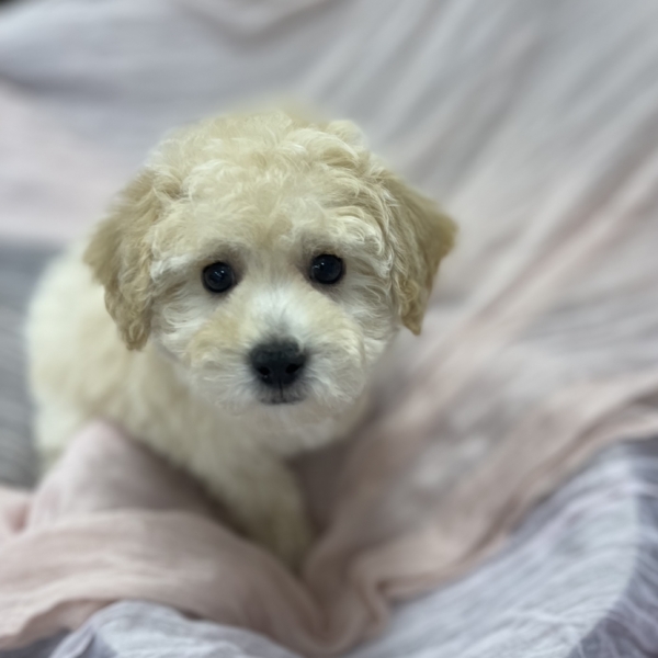 puppies for sale in boca raton