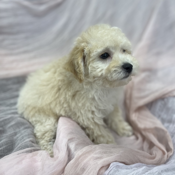 puppies for sale in boca raton