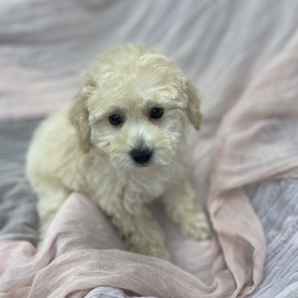 puppies for sale in boca raton