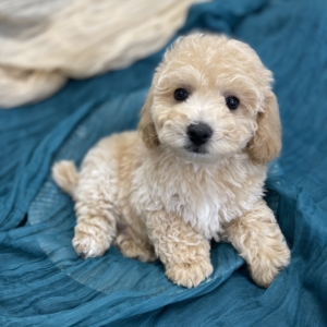 puppies for sale in boca raton