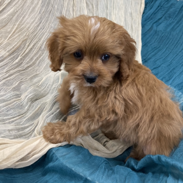 puppies for sale in boca raton