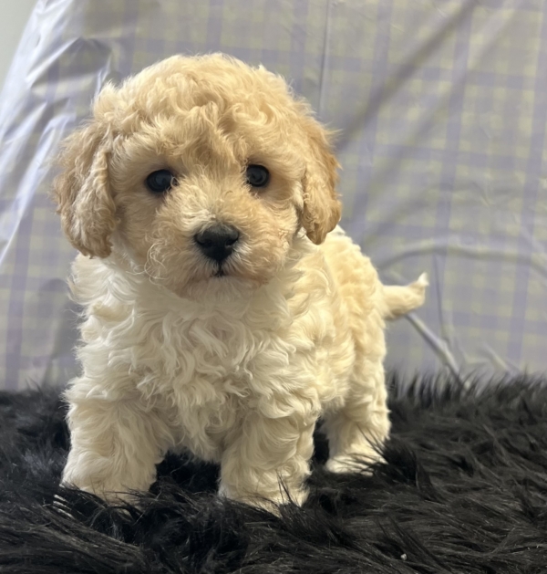 puppies for sale in boca raton