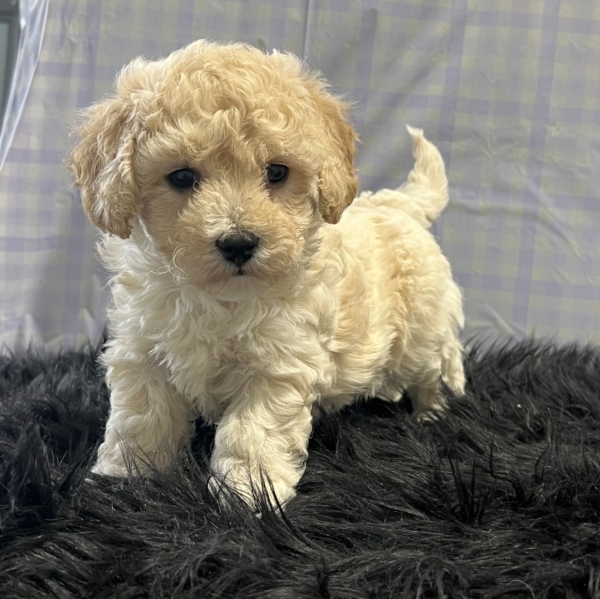 puppies for sale in boca raton